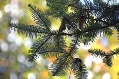 Abies guatemalensis