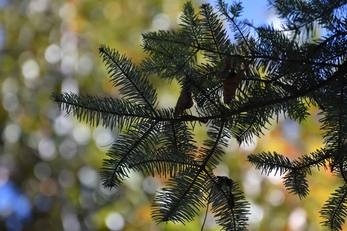 Abies guatemalensis, photograph 1