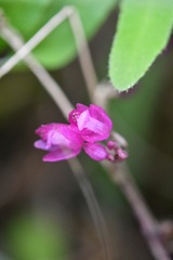 Domingoa purpurea, photograph (c) Neptalí Ramírez Marcial, some rights reserved (CC BY)