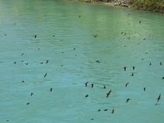 Petrochelidon fluvicola