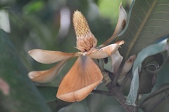 Magnolia sharpii, photograph (c) Neptalí Ramírez Marcial, some rights reserved (CC BY)