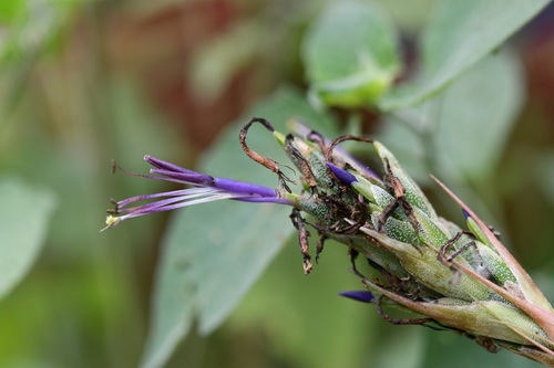 Tillandsia juncea, photograph 6