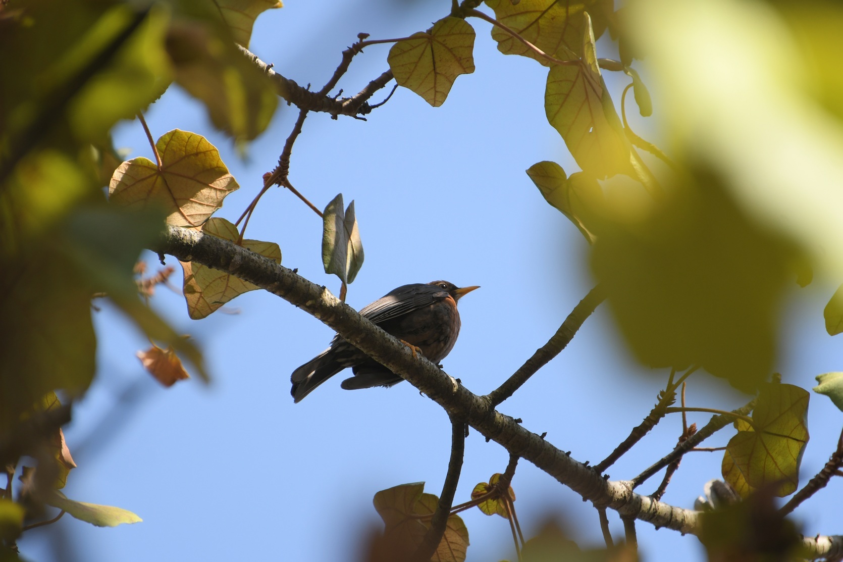 Rufous-collared Thrush (Turdus rufitorques), photo 8