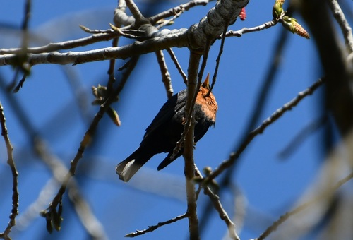 Rufous-collared Thrush (Turdus rufitorques), photo 7