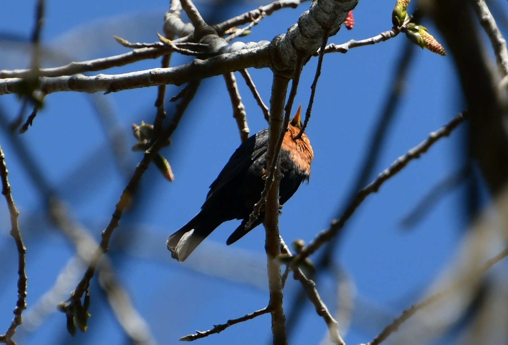 Rufous-collared Thrush (Turdus rufitorques), photo 7
