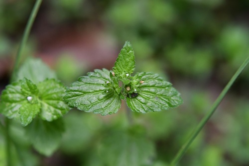 Veronica javanica, photograph 6
