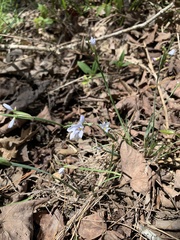 Sisyrinchium albidum