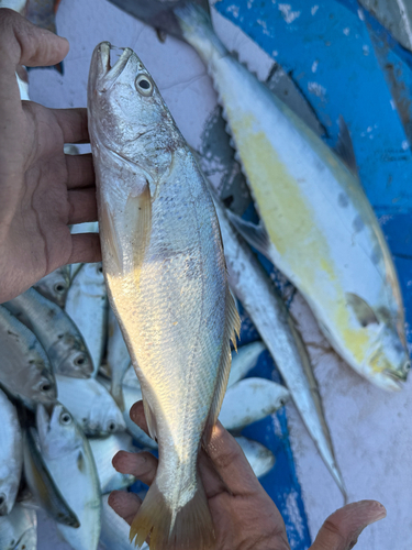 Otolithes ruber observed 2026-05-21
