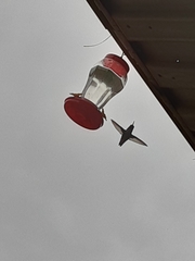 Trochilidae