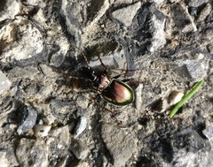 Pterostichus burmeisteri