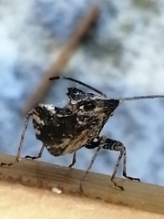 Centrocoris
