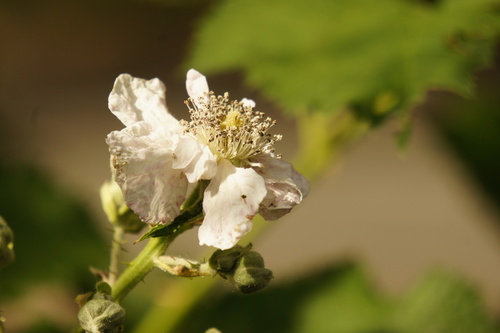 Hapalosphaeria deformans