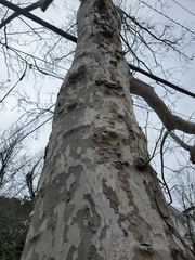 Platanus occidentalis