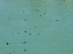 Petrochelidon fluvicola