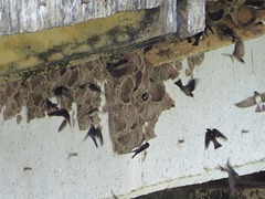 Petrochelidon fluvicola