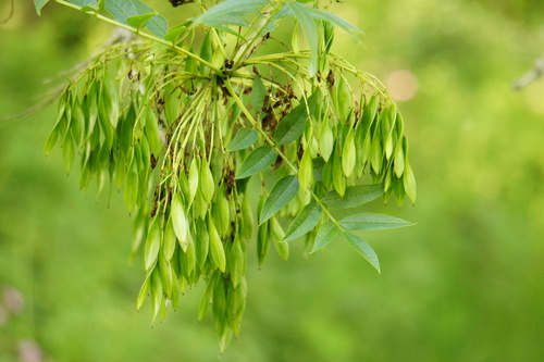 Fraxinus excelsior