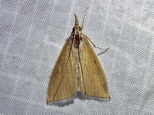 Thatch Pearl photo 5