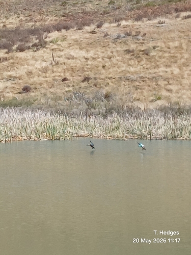 iNaturalist image