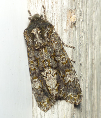 Copivaleria grotei