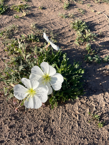 Oenothera albicaulis