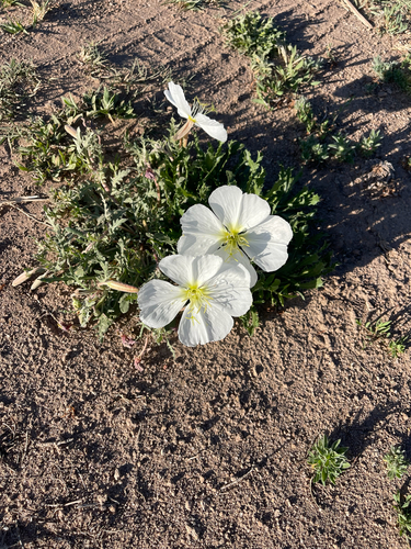 Oenothera albicaulis, photograph 2