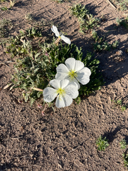 Oenothera albicaulis, photograph author not stated, no rights reserved