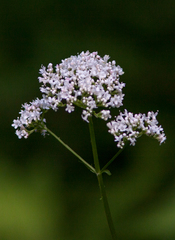 Common Valerian - Photo (c) Suzanne Labbé, some rights reserved (CC BY-NC), uploaded by Suzanne Labbé
