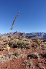 Agave utahensis kaibabensis