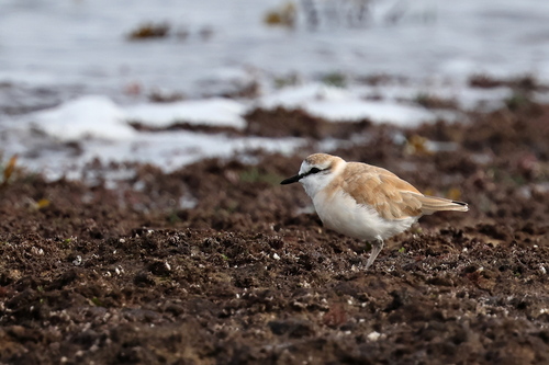 iNaturalist image