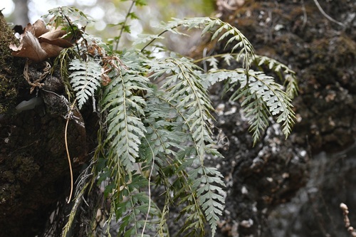 Asplenium praemorsum, photograph 2