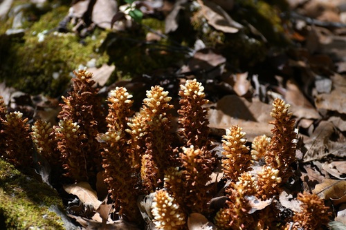 Conopholis alpina, photograph 5
