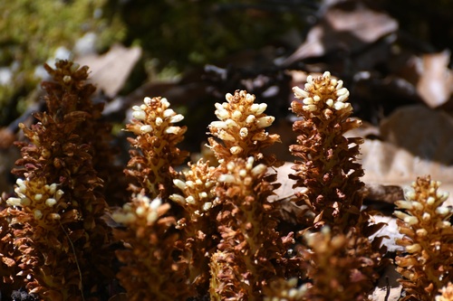 Conopholis alpina, photograph 6