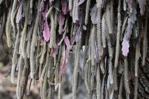 Disocactus crenatus, photograph 3