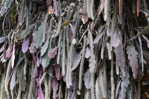 Disocactus crenatus, photograph 2