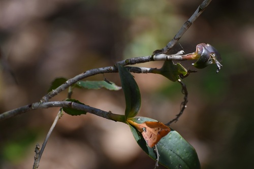 Epidendrum radioferens, photograph 1