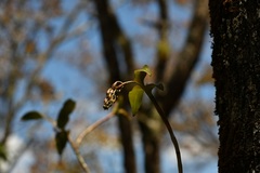 Epidendrum radioferens, photograph (c) Neptalí Ramírez Marcial, some rights reserved (CC BY)