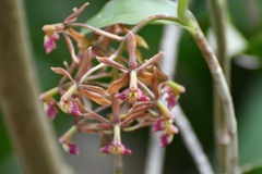 Epidendrum radioferens