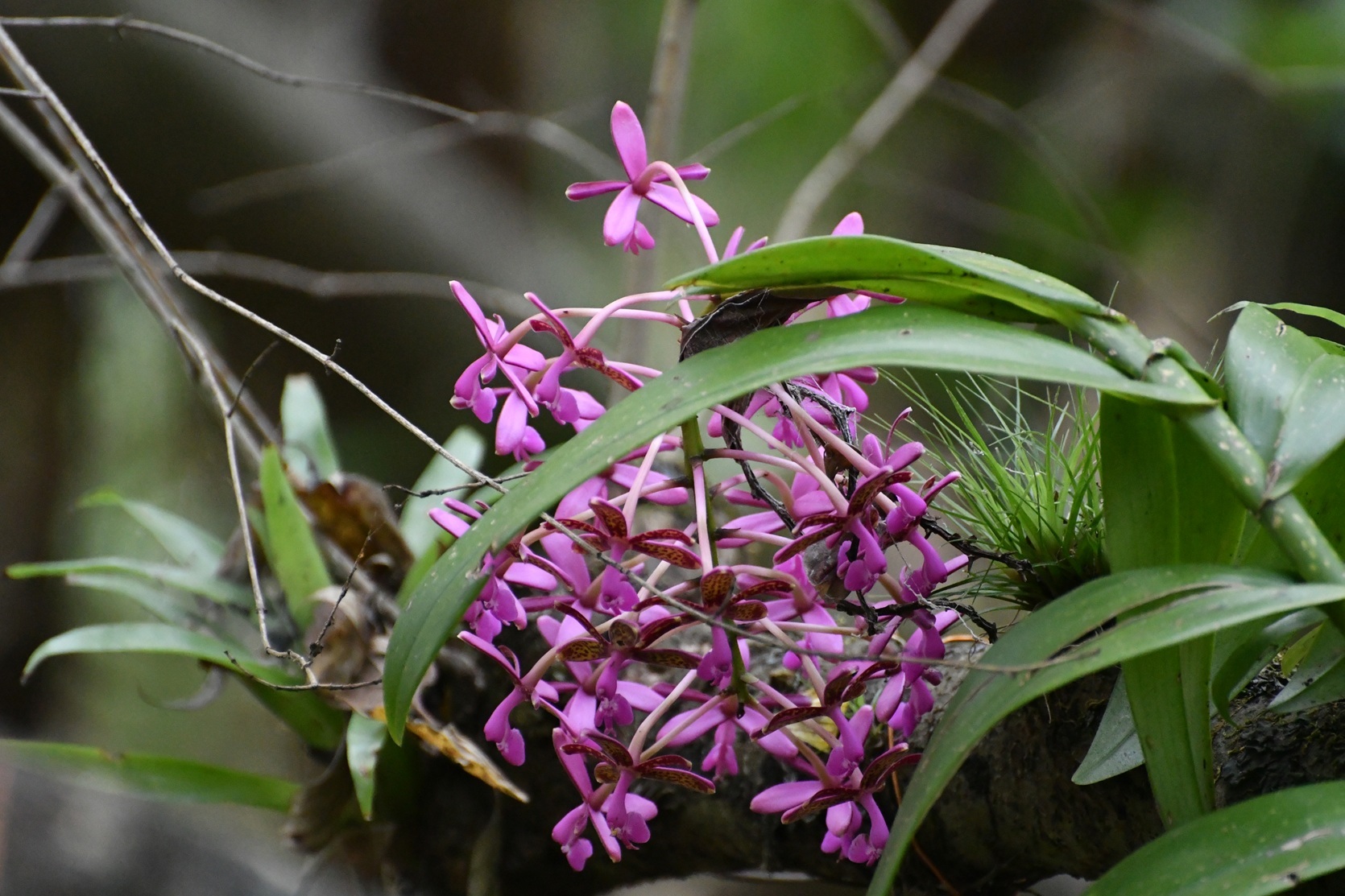 Epidendrum tziscaoense Hágsater