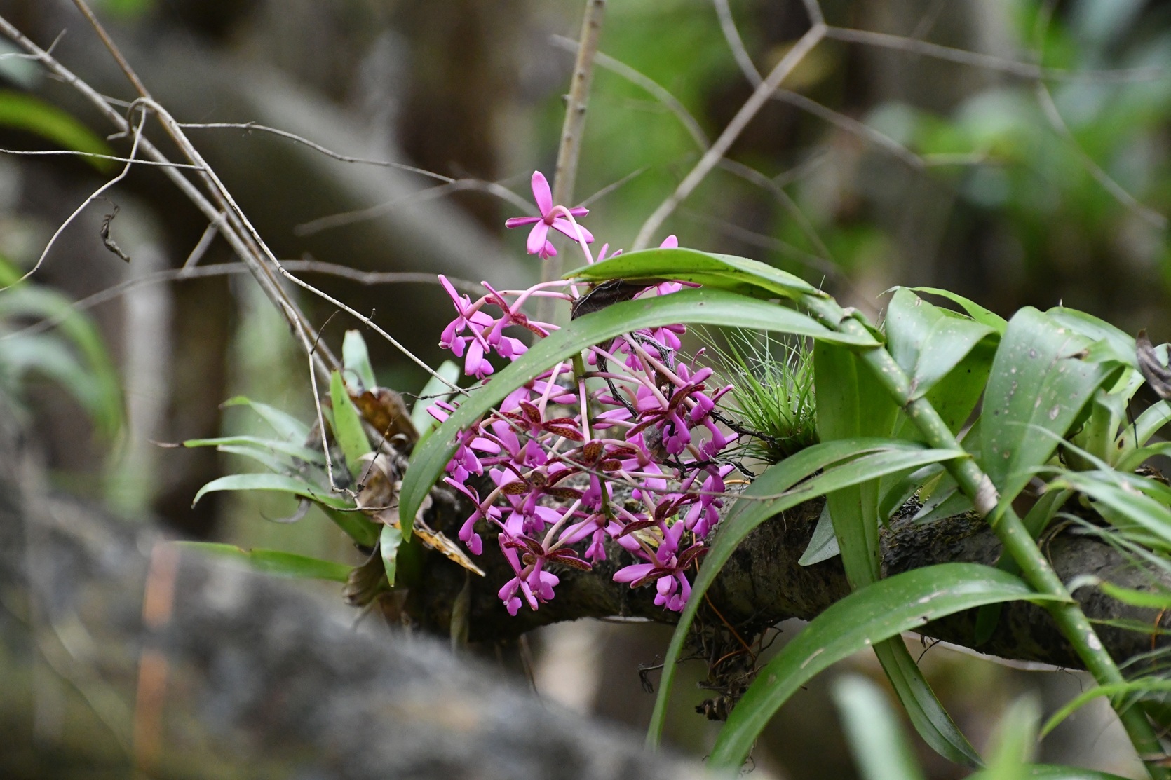 Epidendrum tziscaoense Hágsater 2