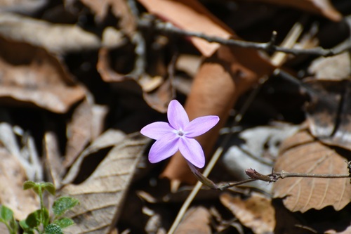 Pseuderanthemum praecox