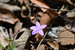 Pseuderanthemum praecox