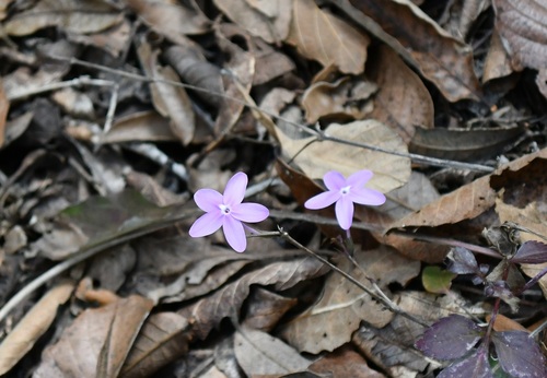 Pseuderanthemum praecox, photograph 1
