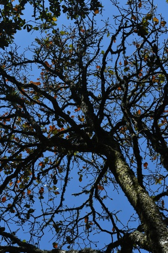 Quercus segoviensis, photograph 1