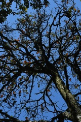 Quercus segoviensis, photograph (c) Neptalí Ramírez Marcial, some rights reserved (CC BY)