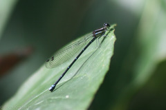 Argia oculata