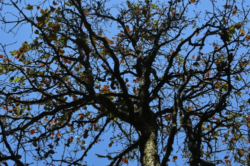 Quercus segoviensis