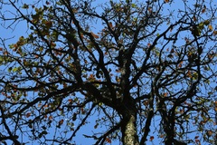 Quercus segoviensis