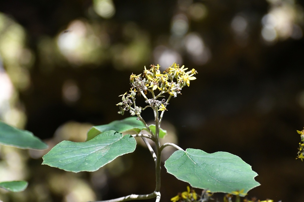 Roldana barba-johannis; photograph (c) Neptalí Ramírez Marcial, some rights reserved (CC BY)