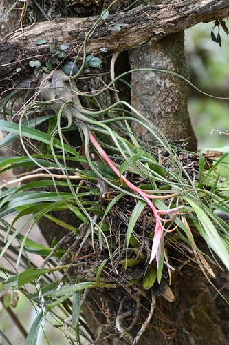 Tillandsia butzii, photograph 2