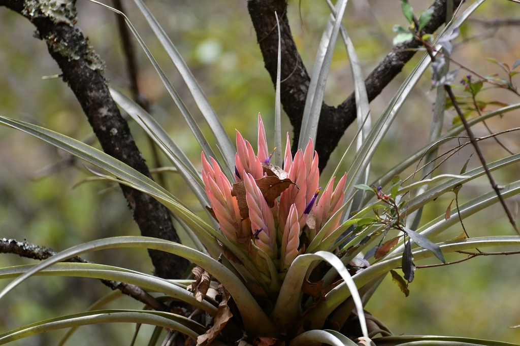 Tillandsia carlsoniae; photograph (c) Neptalí Ramírez Marcial, some rights reserved (CC BY)